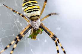 Attēlu rezultāti vaicājumam “Argiope bruennichi”