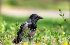Attēlu rezultāti vaicājumam “Corvus cornix adult”