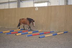 Image result for South Weylands Equestrian