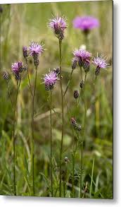 Attēlu rezultāti vaicājumam “Serratula tinctoria leaf”