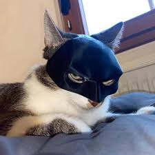 Image result for cat man