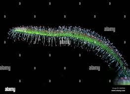 Attēlu rezultāti vaicājumam “Drosera anglica leaf”