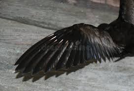 Image result for Oceanodroma monorhis