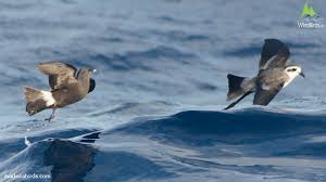 Image result for Oceanodroma castro