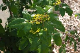 Attēlu rezultāti vaicājumam “Mahonia aquifolium”