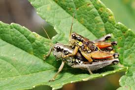 Attēlu rezultāti vaicājumam “Podisma pedestris”