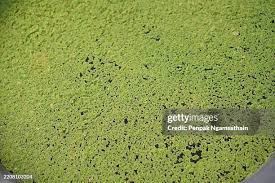 Attēlu rezultāti vaicājumam “Lemnaceae”