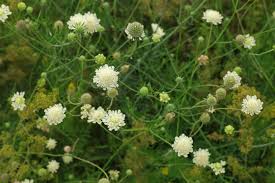 Image result for Scabiosa ochroleuca