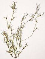 Attēlu rezultāti vaicājumam “Najas flexilis”