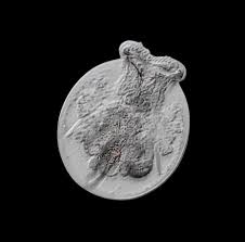 Attēlu rezultāti vaicājumam “Licea testudinacea young”