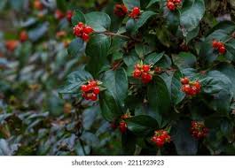 Attēlu rezultāti vaicājumam “Lonicera ferdinandii”