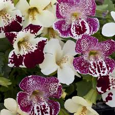 Image result for Mimulus x hybrida
