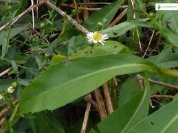 Attēlu rezultāti vaicājumam “Symphyotrichum x salignum flower”