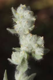 Attēlu rezultāti vaicājumam “Filago arvensis”