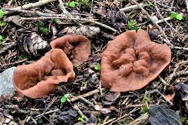 Attēlu rezultāti vaicājumam “Discina perlata”