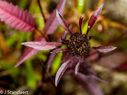 Attēlu rezultāti vaicājumam “Bidens frondosa flower”