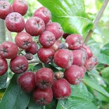 Attēlu rezultāti vaicājumam “x Sorbaronia fallax”