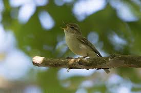 Attēlu rezultāti vaicājumam “Phylloscopus trochiloides”