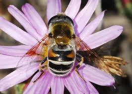 Attēlu rezultāti vaicājumam “Eristalis sp.”
