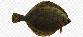 Image result for Liopsetta glacialis