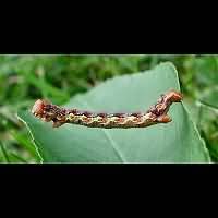 Attēlu rezultāti vaicājumam “Erannis defoliaria larva”