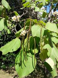 Attēlu rezultāti vaicājumam “Catalpa ovata leaf”
