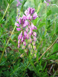 Attēlu rezultāti vaicājumam “Polygala comosa leaf”