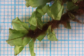 Attēlu rezultāti vaicājumam “Rhizomnium punctatum sporophyte”