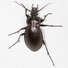 Attēlu rezultāti vaicājumam “Carabidae”