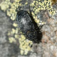 Attēlu rezultāti vaicājumam “Dermestes murinus”