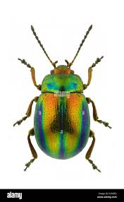 Attēlu rezultāti vaicājumam “Chrysolina fastuosa”