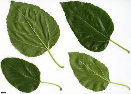 Attēlu rezultāti vaicājumam “Morus alba leaf”