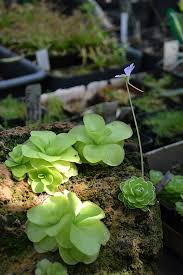 Attēlu rezultāti vaicājumam “Pinguicula vulgaris fruit”