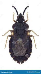 Attēlu rezultāti vaicājumam “Aradus betulae”