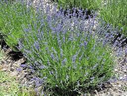Attēlu rezultāti vaicājumam “Lavandula angustifolia bud”