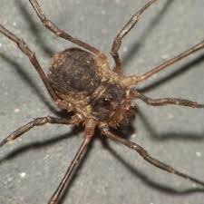 Attēlu rezultāti vaicājumam “Lophopilio palpinalis”