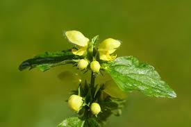 Attēlu rezultāti vaicājumam “Lamiastrum galeobdolon bud”
