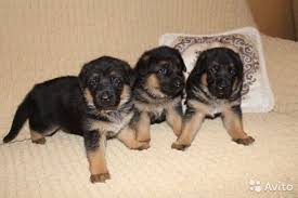 Image result for site:buyreklama.ru/*