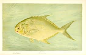Image result for Trachinotus carolinus