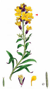 Attēlu rezultāti vaicājumam “Erysimum hieracifolium leaf”