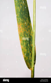 Attēlu rezultāti vaicājumam “Puccinia coronata”