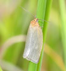 Attēlu rezultāti vaicājumam “Aphelia paleana larva”