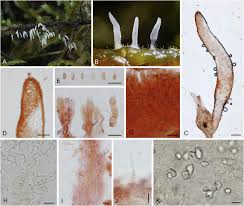 Attēlu rezultāti vaicājumam “Typhula erythropus”