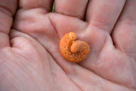 Attēlu rezultāti vaicājumam “Cimbex luteus”