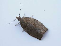 Attēlu rezultāti vaicājumam “Pandemis heparana”