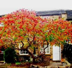 Attēlu rezultāti vaicājumam “Rhus typhina”