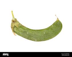 Attēlu rezultāti vaicājumam “Medicago sativa subsp. falcata fruit”