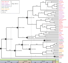 Attēlu rezultāti vaicājumam “Salix Vetrix”