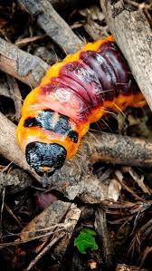 Attēlu rezultāti vaicājumam “Cossidae”