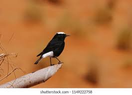 Image result for Oenanthe leucopyga